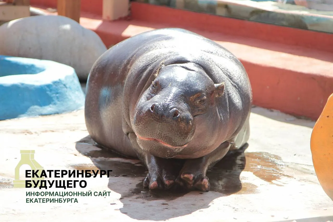 Муниципалитеты должны без торгов и оплаты предоставлять здания и помещения военным комиссариатам в рамках мобилизационных планов. В перечне — Парк Маяковского, Екатеринбургский зоопарк и театр кукол; положение распространяется на всю страну.