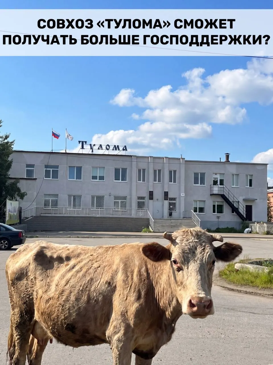 Правила субсидирования молочных хозяйств изменили: поддержку теперь смогут получать предприятия с долей государства или муниципалитета более 25%. Для Мурманской области это важно, но у совхоза «Тулома» сохраняются острые проблемы — успеет ли помощь прийти вовремя?
