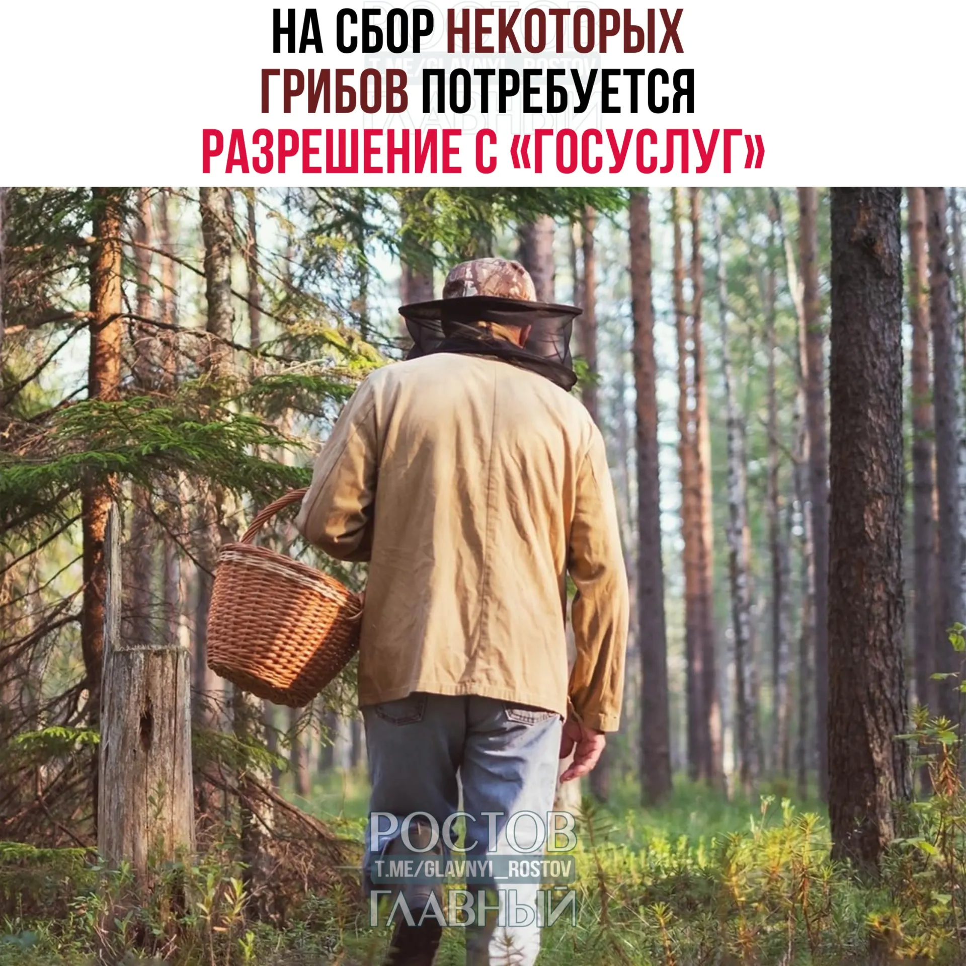 С 1 сентября 2027 года для сбора ряда редких грибов потребуется оформить пропуск на портале «Госуслуги». Заявки будут рассматривать до 15 дней, а за сбор краснокнижных видов без разрешения предусмотрена уголовная ответственность.