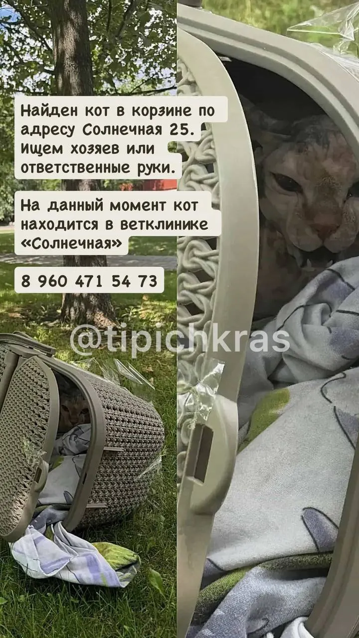 На улице Солнечной прохожие обнаружили кота, помещённого в корзину и плотно обмотанного скотчем. Животное отвезли в ветеринарную клинику, дальнейшая судьба пока неизвестна.