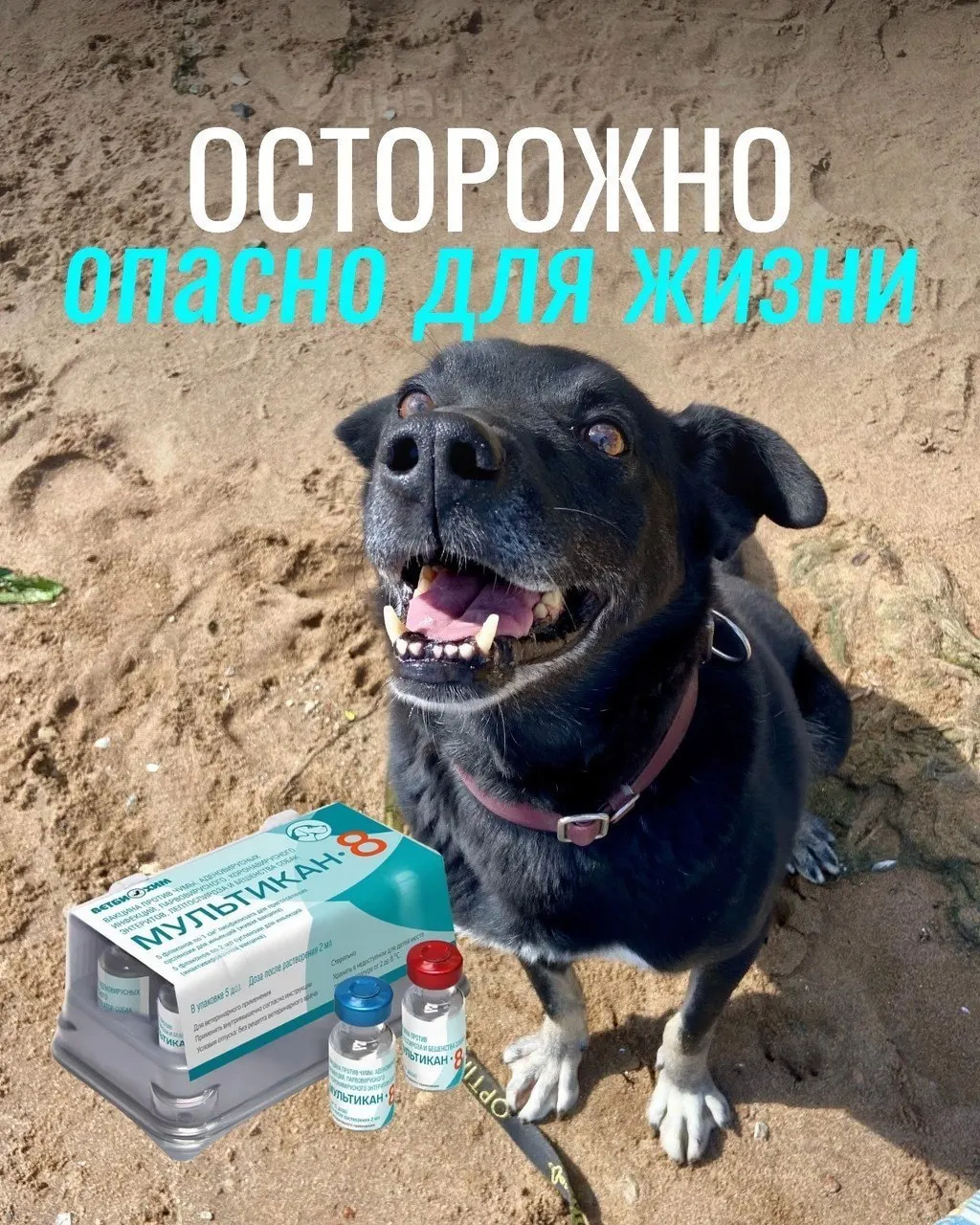 После вакцинации от бешенства у некоторых собак наблюдались судороги, кровавая рвота и другие тяжёлые реакции; часть животных погибла.