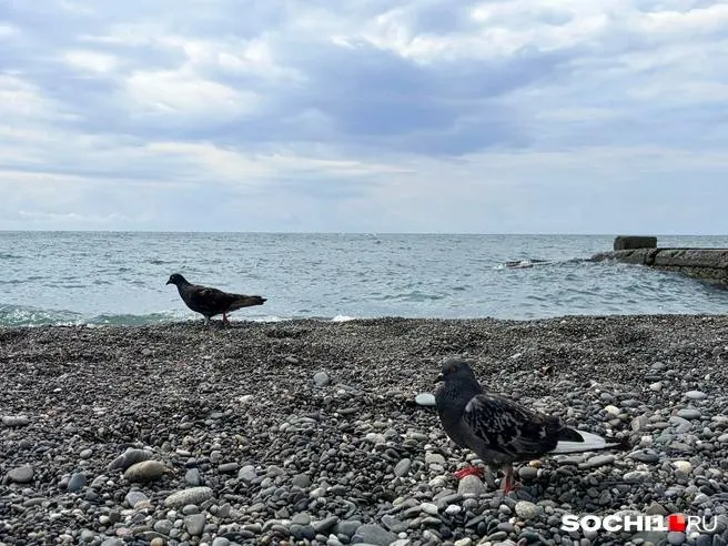 Жителей и гостей Сочи просят воздержаться от отдыха у воды: на курорте введено штормовое предупреждение из‑за смерчей.