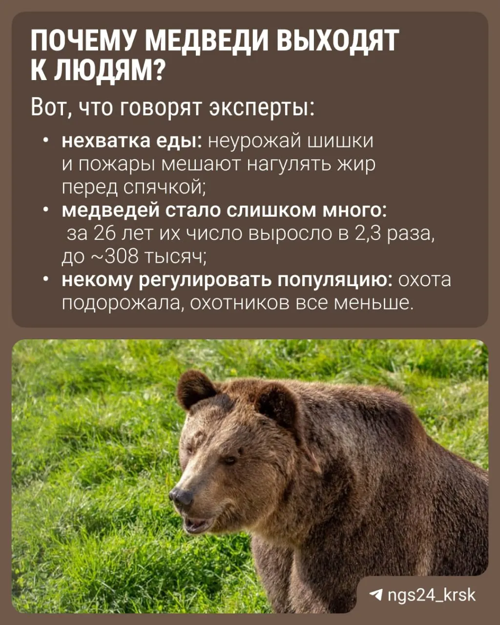 Рост активности медведей по стране: за год зарегистрированы нападения и значительный уровень отстрела зверей.